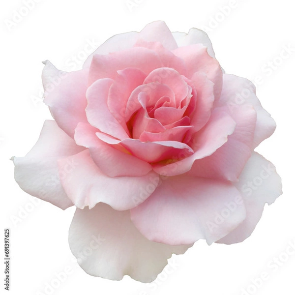 Obraz Fresh beautiful pink rose isolated on a white background. Detail for creating a collage