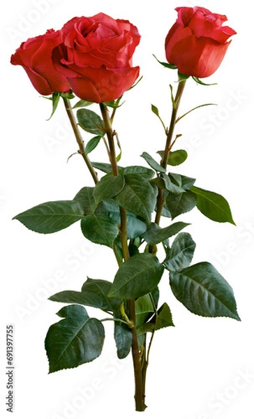 Obraz Bouquet of red roses isolated on white background