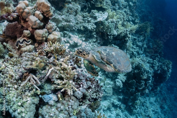 Obraz turtle in the sea