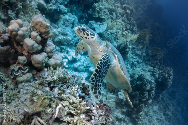 Obraz swimming turtle