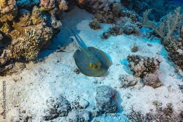 Obraz sting ray in the sea