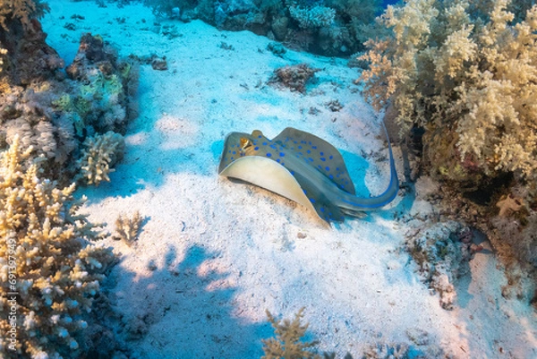 Obraz sting ray in the red sea