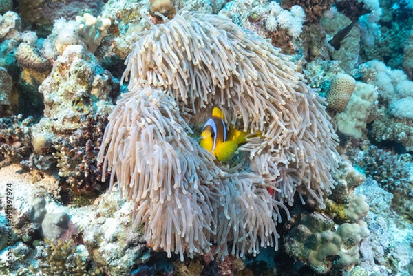 Obraz Where is Nemo :)