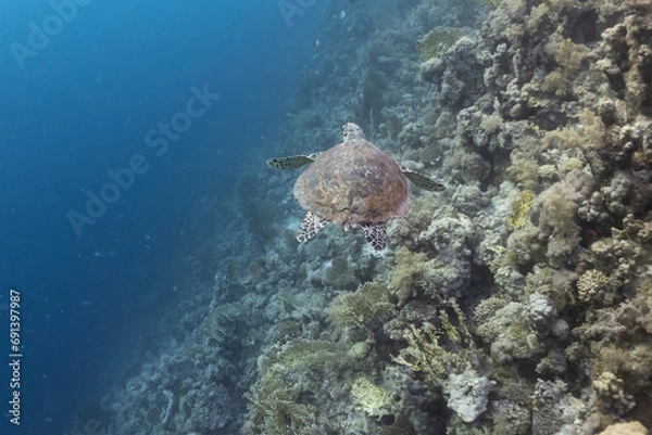 Obraz swimming turtle in the red sea