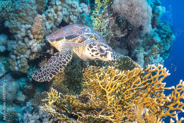 Obraz turtle in coral garden