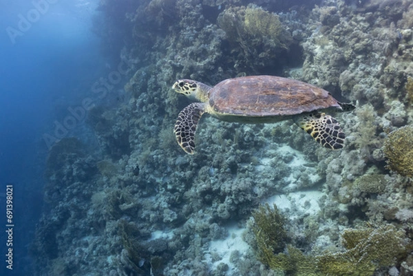 Obraz turtle in  the red sea