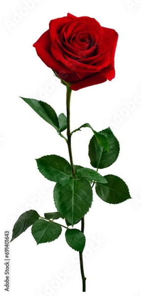Obraz Dark red rose with green leaves isolated on white background
