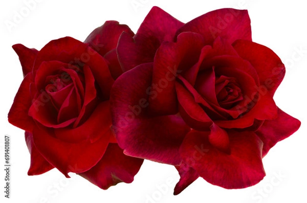 Obraz Two bright red roses on transparent background. Detail for creating a collage