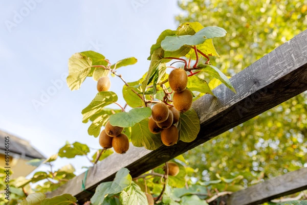 Fototapeta A branch with ripe kiwi fruits on a support
