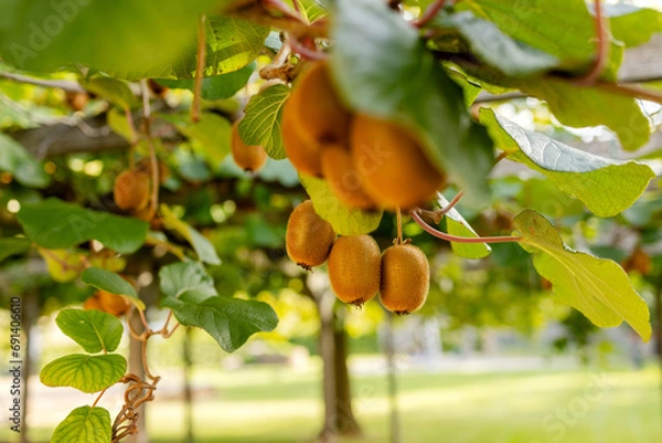 Fototapeta Ripe kiwi fruits on a branch in close-up