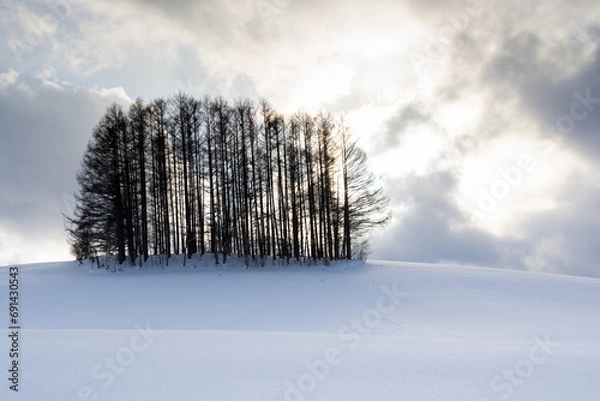 Fototapeta 冬の夕暮れの丘の上のカラマツ林　美瑛町
