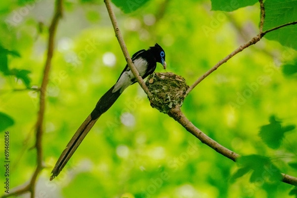 Obraz サンコウチョウの子育て