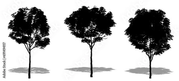 Fototapeta Set or collection of London Plane trees as a black silhouette on white background. Concept or conceptual vector for nature, planet, ecology and conservation, strength, endurance and  beauty