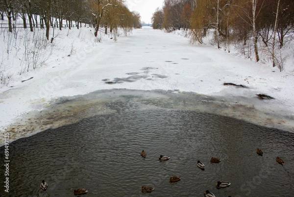 Obraz a flock of ducks in a winter pond