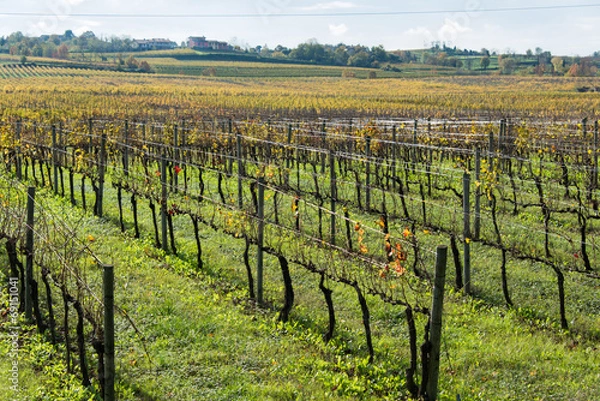 Fototapeta Grapes fields during winter fall autumn days