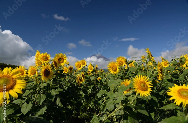 Fototapeta ひまわりと富士山