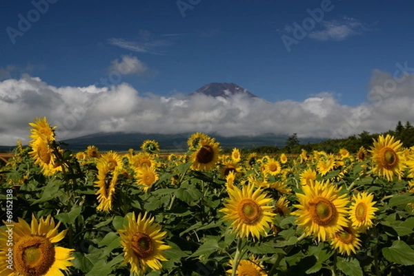 Obraz ひまわりと富士山