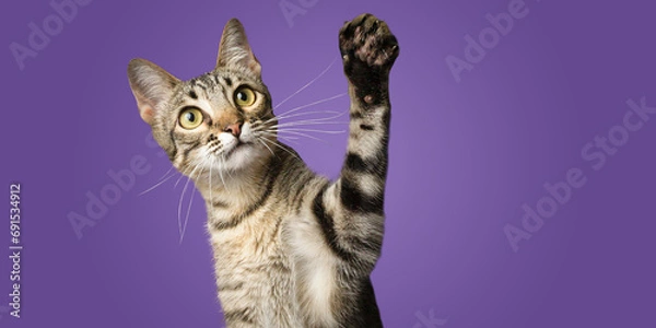 Fototapeta Cute cat kitten with raised paw up purple background	isolated
