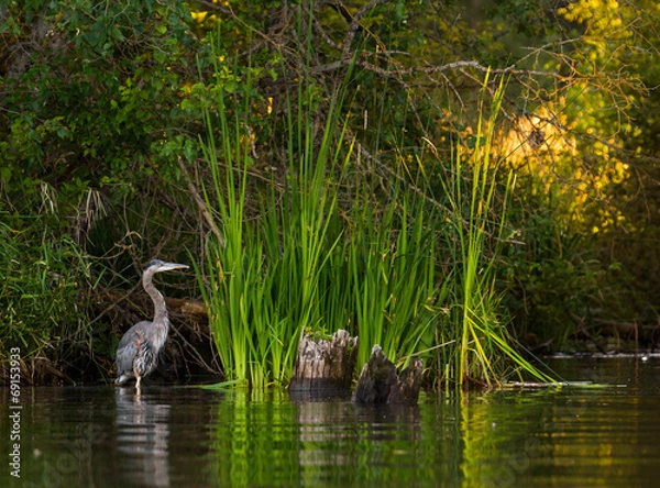 Obraz Heron on Newman Lake