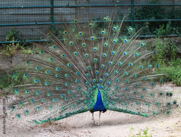 Obraz Peacock