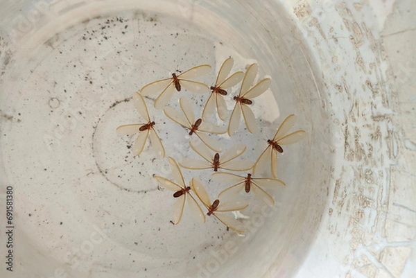 Obraz Dead flying white ant floating on the water