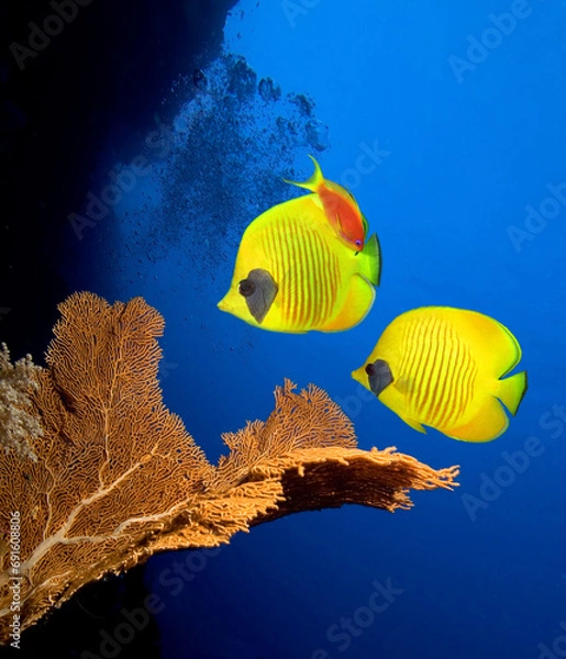 Fototapeta Underwater image of coral reef  with Masked Butterfly Fishes.
