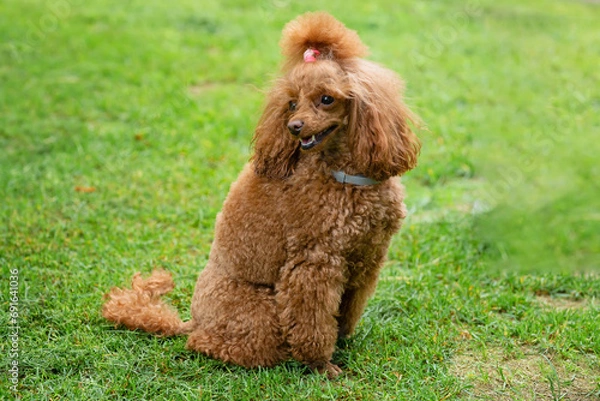 Obraz small chocolate poodle on the grass. Pet in nature. Cute dog like a toy 