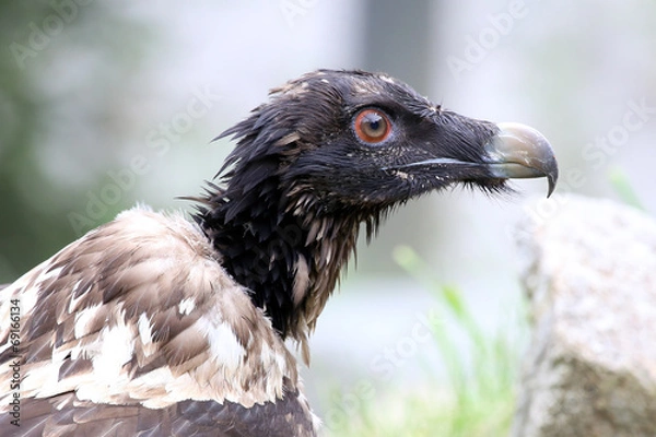Obraz Bearded vulture