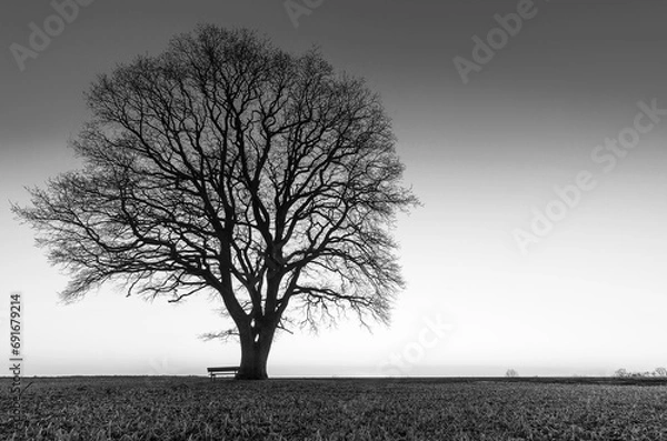 Fototapeta single tree black and white