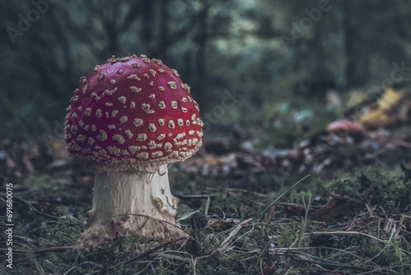 Fototapeta fly agaric mushroom