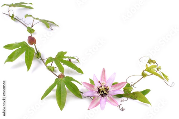 Fototapeta Passion Flower (Passiflora L.) on a white background