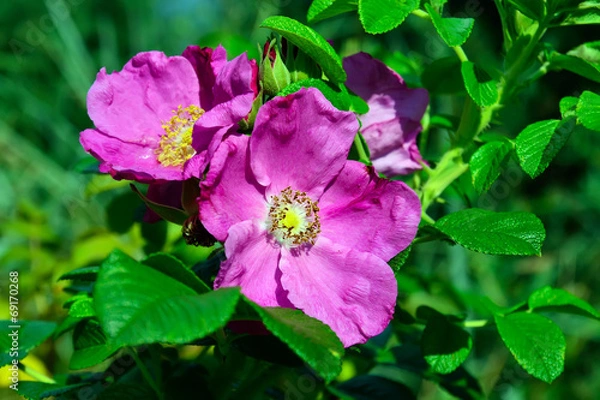 Fototapeta Flowers rose