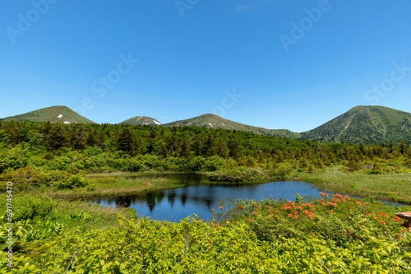 Obraz 【青森県八甲田山中】新緑と満開のつつじが美しい睡蓮沼と八甲田山