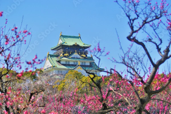 Fototapeta 梅林と大阪城と青空