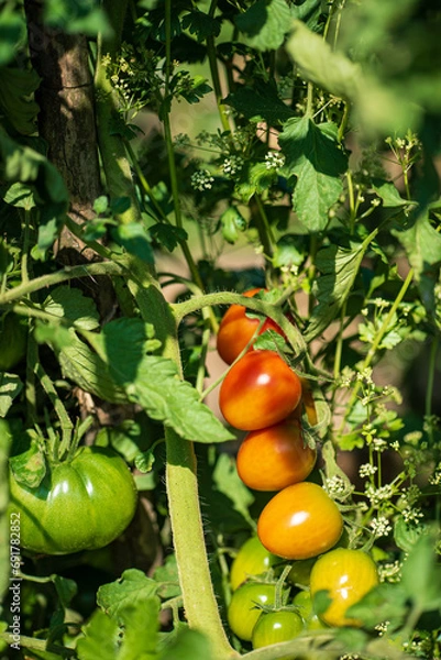 Fototapeta different tomatoes in the garden
