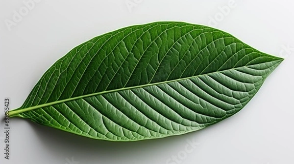 Obraz Walnut Leaf Isolated, HD, Background Wallpaper, Desktop Wallpaper