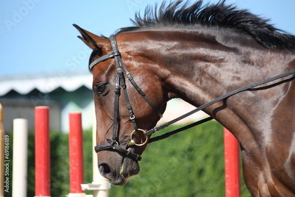 Fototapeta Bay beautiful sport horse with bridle portrait