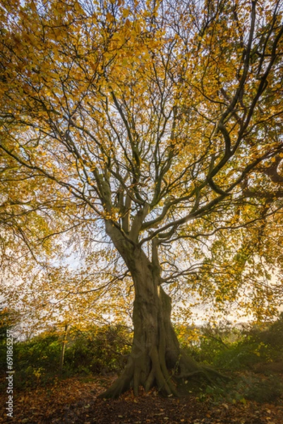 Obraz trees in autumn