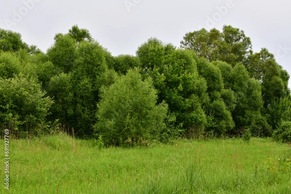 Fototapeta Nature of Russia at the beginning of summer - wild grass and willow trees