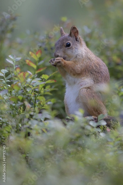 Fototapeta Knabberei beim Eichhorn