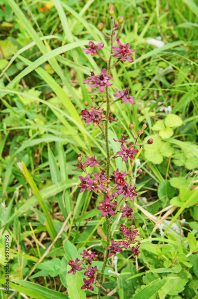 Obraz シュロソウ