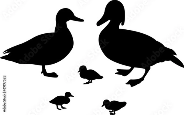 Obraz ilustracja rodziny kaczek - wektor