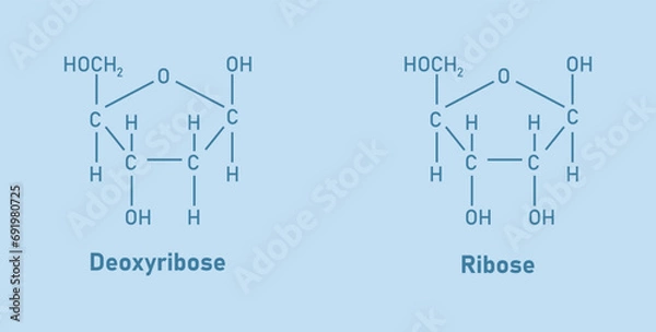 Obraz Ribose (C5H10O5) and Deoxyribose (C5H10O4) sugar chemical structure. Scientific resources for teachers and students. Vector illustration.