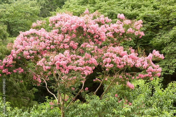 Obraz Lagerstroemia indica blooms