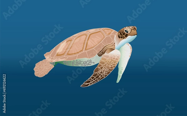 Obraz Turtle Illustration