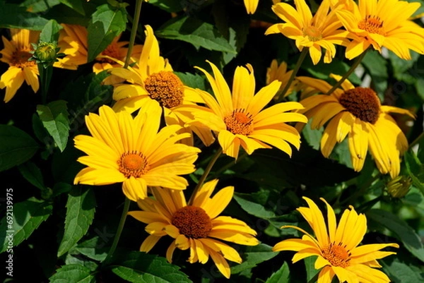 Obraz Rudbeckia