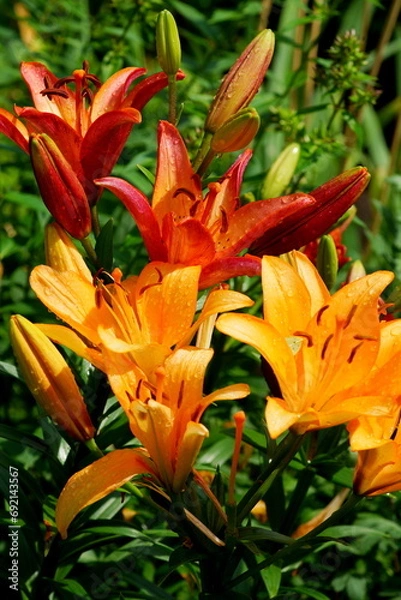 Obraz lily