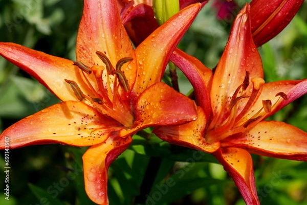 Obraz red and yellow lily