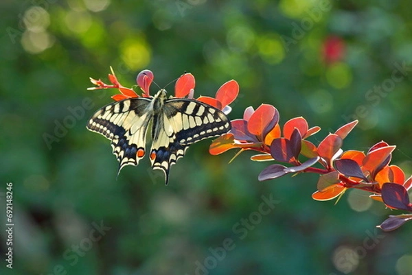 Obraz Papilio machaon