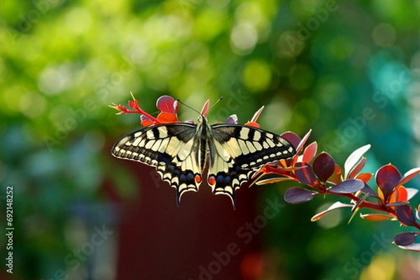 Obraz Papilio machaon